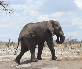 Image showing elephant in Africa