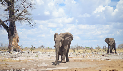 Image showing elephants in Africa