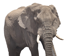 Image showing elephant in Africa