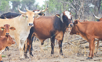 Image showing cows in Africa
