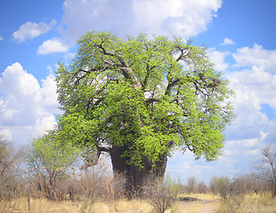 Image showing baobab