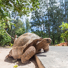 Image showing Big old Aldabra giant turtle, Aldabrachelys gigantea, on La Digue island, Seychelles.