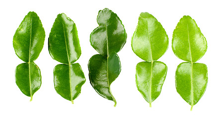 Image showing Kaffir Lime Leafs