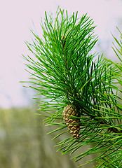 Image showing Fir Branch With Pine Cone