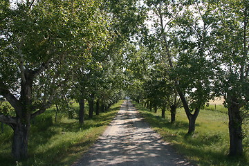 Image showing Rural road