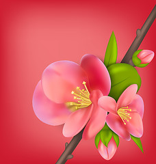 Image showing Branch with Buds of Japanese Quince (Chaenomeles japonica) in Bl