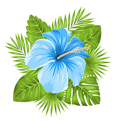 Image showing Beautiful Blue Hibiscus Flowers Blossom and Tropical Leaves