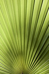 Image showing Palm leaf in back light