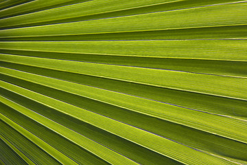 Image showing Palm leaf in back light