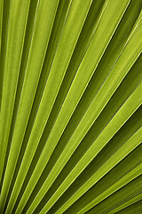 Image showing Palm leaf in back light