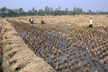 Image showing Farmer havesting rice on rice field in Baidyapur, West Bengal, India