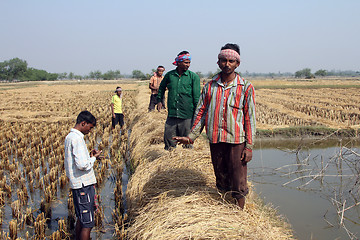 Image showing Farmer havesting rice on rice field in Baidyapur, West Bengal, India