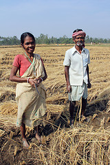 Image showing Farmer havesting rice on rice field in Baidyapur, West Bengal, India