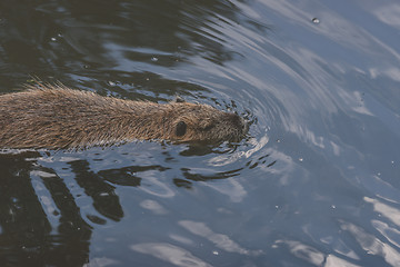 Image showing Beaver swimming in a dark lake