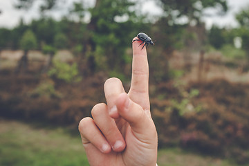 Image showing Finger pointing at a black beetle