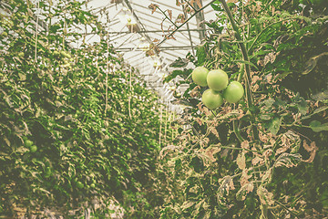 Image showing Green tomatoes in a greenhouse