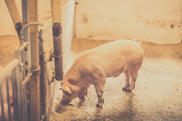 Image showing Pig eating food in a bright stable