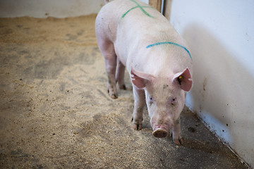 Image showing Pig standing in a stable