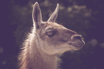 Image showing Guanako lama headshot in the sun