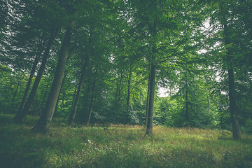 Image showing Clearing in a green forest