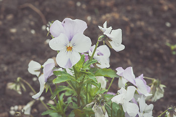 Image showing White pansy flower in a garden