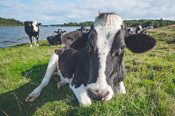 Image showing Cow resting in the grass near a river