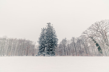 Image showing Big pine tree covered with snow in the park