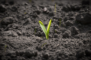 Image showing Single corn sprout on a field