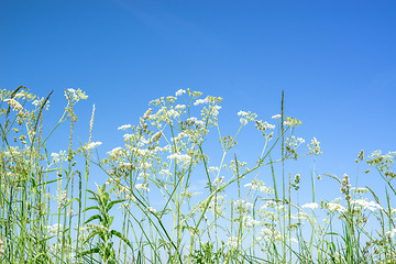 Image showing Cow parsley wildflowers in blue sky