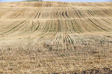 Image showing agricultural field, cereals