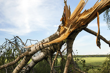 Image showing weathered wood broken