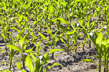 Image showing Field of green corn