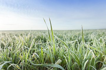 Image showing young grass plants, close-up