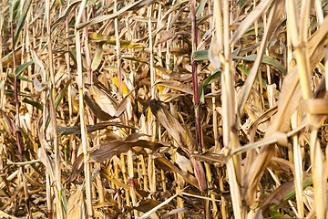 Image showing yellowed ripe corn