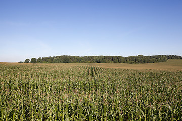 Image showing Field with corn