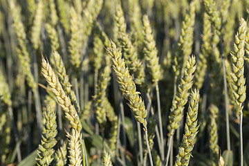 Image showing Field with cereal