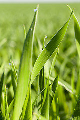 Image showing Field with cereal