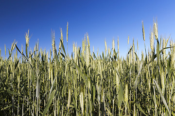 Image showing Field with cereal