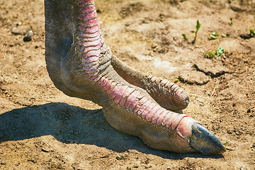 Image showing Ostrich Foot