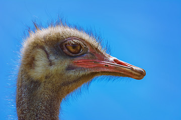 Image showing Portrait of Ostrich