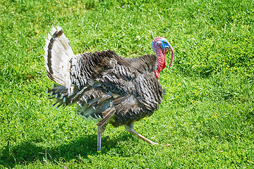 Image showing Turkey on Grass