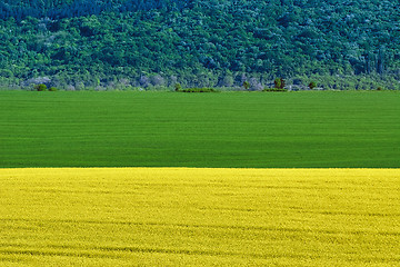 Image showing Barley and Rapeseed Field 