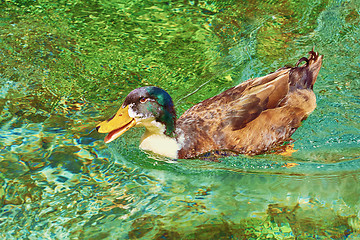 Image showing Duck at the Lake