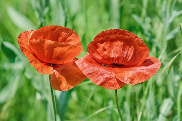 Image showing Poppy Flowers