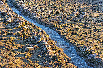 Image showing Small water stream on dried cracked earth