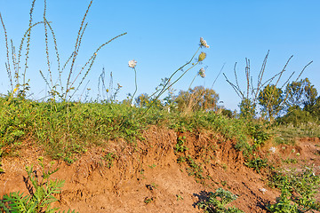 Image showing Clay soil covered with herbs