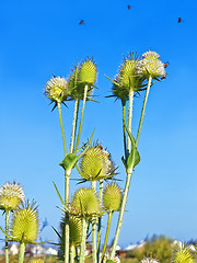 Image showing Bees flying above the thistle flowers