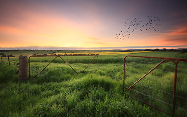 Image showing Rusty gates open to wheat and canola crops