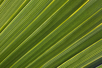 Image showing Palm leaf in back light