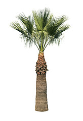 Image showing Isolated palm tree